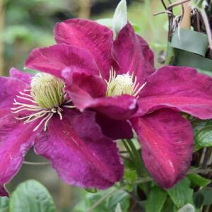 Clematis 'Niobe' 125-150 cm